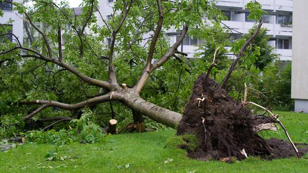 6 hospitalized after tree falls on Class of ’72 reunion in Philly park