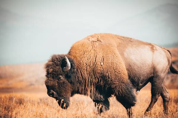 Man killed, deputy injured by charging bison