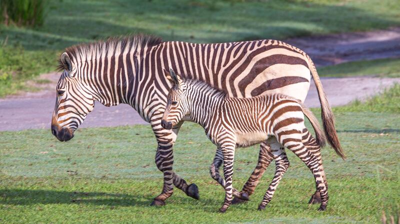 Walt Disney World Resort has welcomed the birth of more than 300 animal residents in 2023. Two Hartmann's mountain zebra foals recently debuted at Kilimanjaro Safaris in Disney's Animal Kingdom Theme Park. Born just six days apart, Cricket and Dot can be seen prancing around the savanna with their parents. (Aaron Wockenfuss, Photographer)