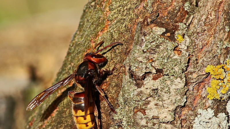 Father, 15-year-old son, stung by dozens of murder hornets while ziplining, die