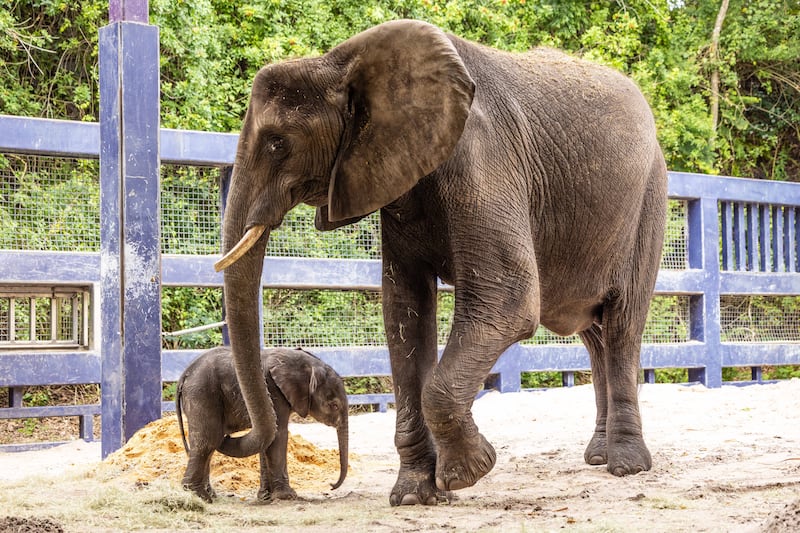 For the first time in seven years, an African elephant calf has been born at Disney’s Animal Kingdom Theme Park at Walt Disney World Resort in Lake Buena Vista, Fla. The delivery of the baby girl, named Corra, on Dec. 13, 2023, was carefully planned through the Association of Zoos and Aquariums Species Survival Plan, which helps ensure the responsible breeding of endangered animals in managed care. Corra is currently backstage at Disney’s Animal Kingdom bonding with her mother, Nadirah. (Olga Thompson, photographer)