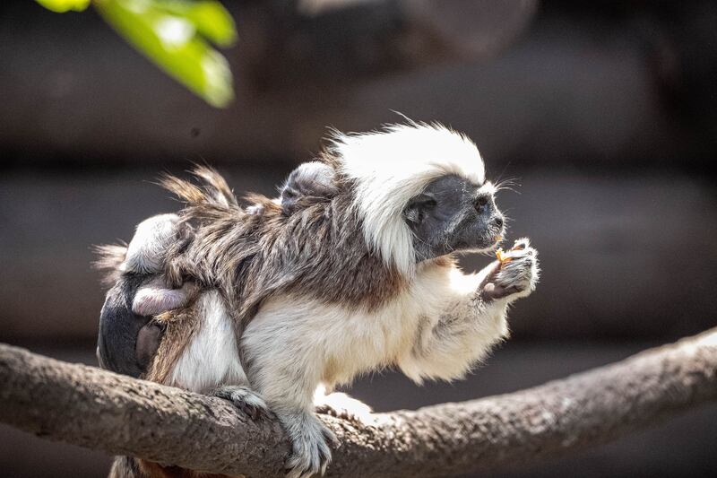 Walt Disney World Resort has welcomed the birth of more than 300 animal residents in 2023. An adorable set of cotton-top tamarin twins were born at Disney’s Animal Kingdom Theme Park recently. The playful pair love chasing each other through the trees while exploring their Discovery Island habitat and are amazingly acrobatic. (Aaron Wockenfuss, Photographer)