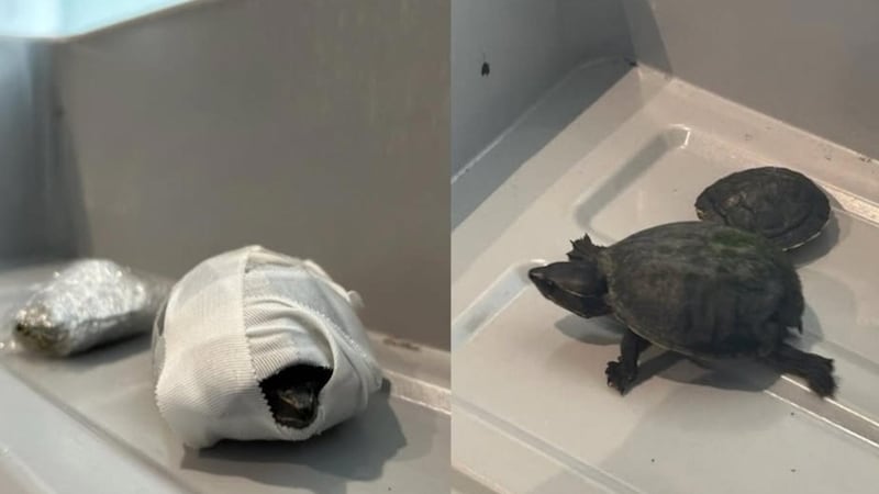 Busted: TSA detains woman who tried to smuggle turtle in her bra at airport