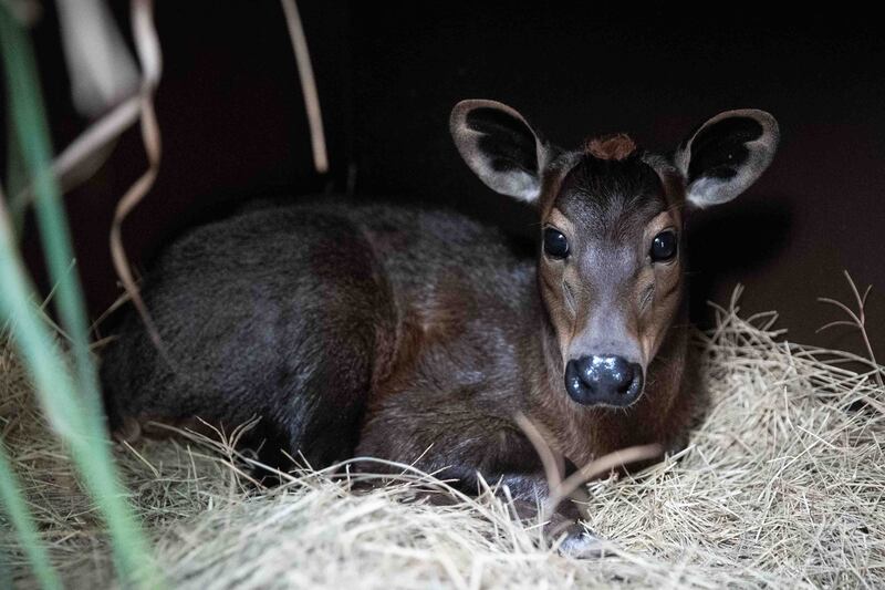 Walt Disney World Resort has welcomed the birth of more than 300 animal residents in 2023. Penny, a yellow-backed duiker baby, recently made her on-stage debut at Disney's Animal Kingdom Theme Park. With mom Pearl by her side, Penny may be seen by guests who look closely as they visit Gorilla Falls Exploration Trail presented by Off! Repellants. (Aaron Wockenfuss, Photographer)