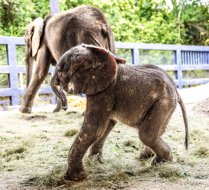 For the first time in seven years, an African elephant calf has been born at Disney’s Animal Kingdom Theme Park at Walt Disney World Resort in Lake Buena Vista, Fla. The delivery of the baby girl, named Corra, on Dec. 13, 2023, was carefully planned through the Association of Zoos and Aquariums Species Survival Plan, which helps ensure the responsible breeding of endangered animals in managed care. Corra is currently backstage at Disney’s Animal Kingdom bonding with her mother, Nadirah. (Olga Thompson, photographer)