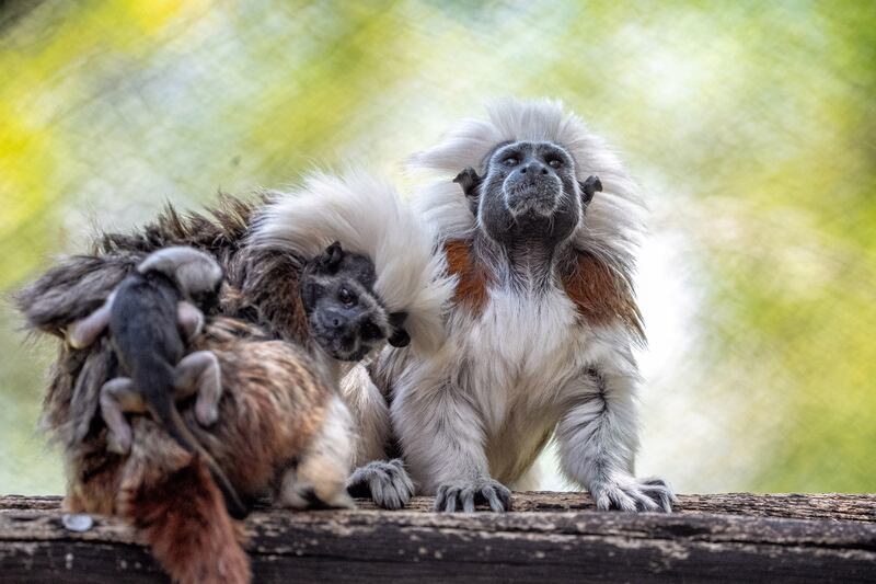 Walt Disney World Resort has welcomed the birth of more than 300 animal residents in 2023. An adorable set of cotton-top tamarin twins were born at Disney’s Animal Kingdom Theme Park recently. The playful pair love chasing each other through the trees while exploring their Discovery Island habitat and are amazingly acrobatic. (Aaron Wockenfuss, Photographer)