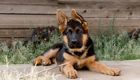 German shepherd