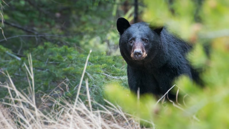 Bear breaks into nursing home, ‘visits’ residents