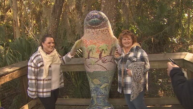 Manatee viewing at Blue Spring has visitors lined up for miles