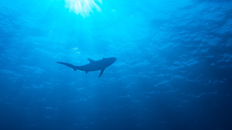 9-year-old girl nearly loses hand to Florida shark attack