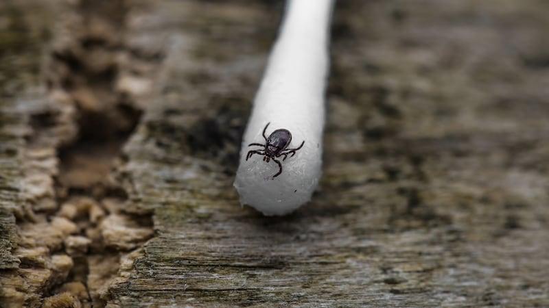Tick-related ER visits spike this year; what you need to know