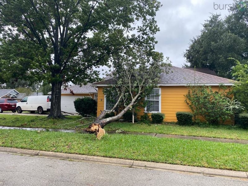 Tree on home in Mandarin