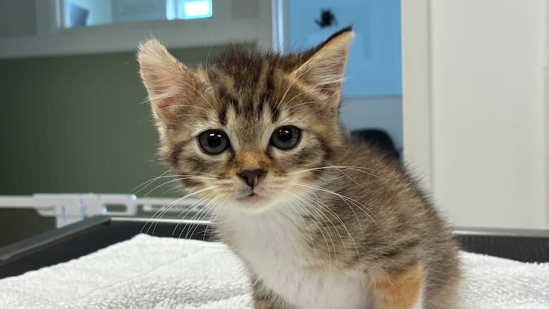 Think twice before rescuing outdoor kittens, Volusia County officials advise
