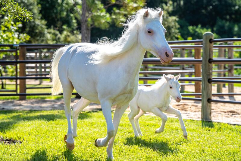 Walt Disney World Resort has welcomed the birth of more than 300 animal residents in 2023. Pixie the Shetland pony foal was born at Tri-Circle-D Ranch at Disney’s Fort Wilderness Resort & Campground. The new foal has already taken her first steps in training to one day join the Cinderella carriage team with her mom Lady and sister Lilly.  (Aaron Wockenfuss, Photographer)