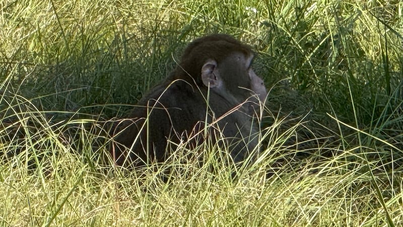 Woman shoots, kills escaped monkey, feared for her children’s safety