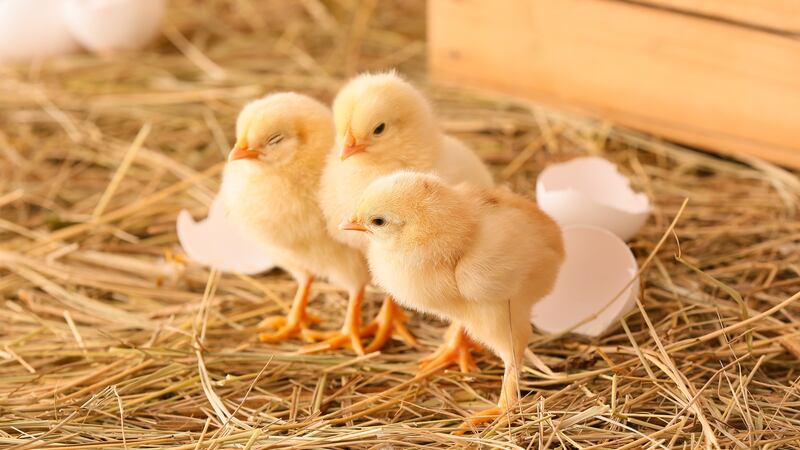 Thousands of chicks found abandoned in USPS truck