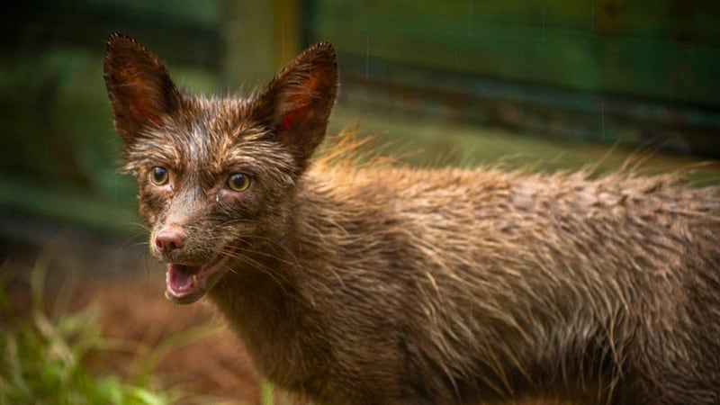 ‘Foxes in The Hen House’: Gatorland rescues 3 red foxes
