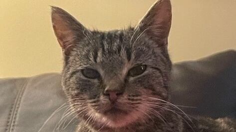 A cat that was found at an airport in Allegheny County, Pennsylvania has found a new home.