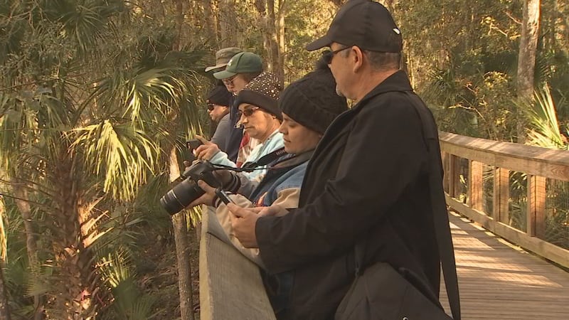 Manatee viewing at Blue Spring has visitors lined up for miles