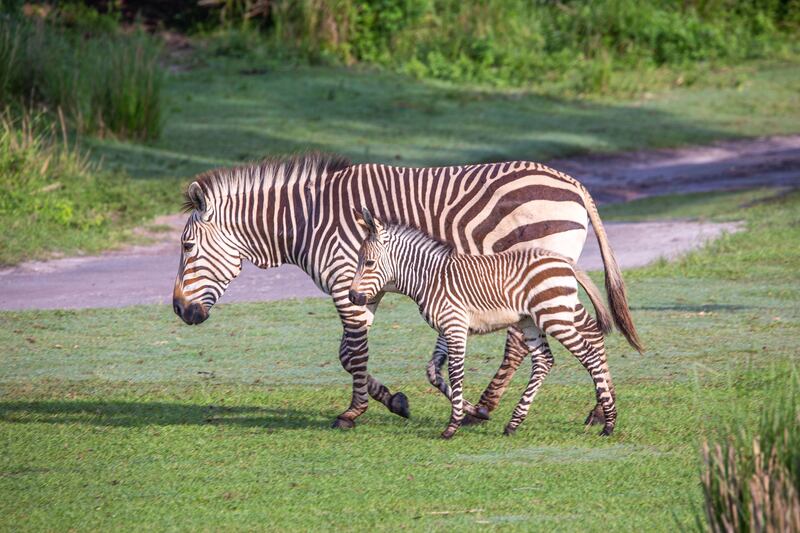 Walt Disney World Resort has welcomed the birth of more than 300 animal residents in 2023. Two Hartmann's mountain zebra foals recently debuted at Kilimanjaro Safaris in Disney's Animal Kingdom Theme Park. Born just six days apart, Cricket and Dot can be seen prancing around the savanna with their parents. (Aaron Wockenfuss, Photographer)