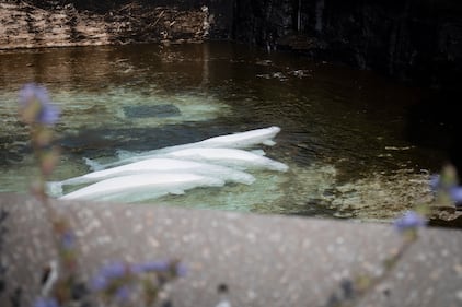 Beluga whale rescue