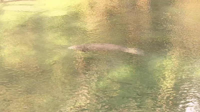 Manatee viewing at Blue Spring has visitors lined up for miles