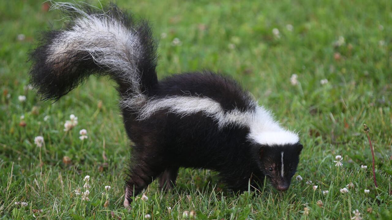 Skunk.