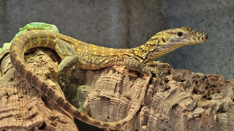ZooTampa hatches two Komodo dragons