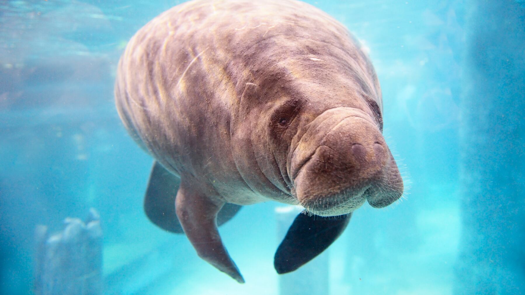 Cold-stressed manatee rescued from water in Florida