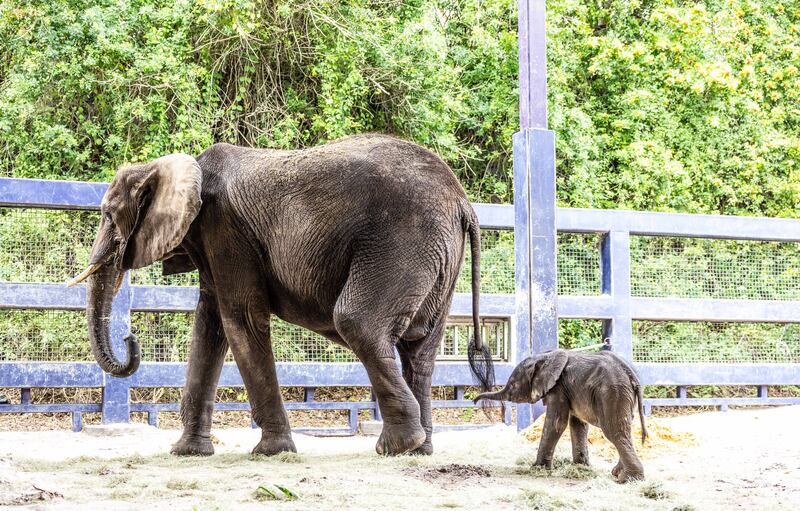 For the first time in seven years, an African elephant calf has been born at Disney’s Animal Kingdom Theme Park at Walt Disney World Resort in Lake Buena Vista, Fla. The delivery of the baby girl, named Corra, on Dec. 13, 2023, was carefully planned through the Association of Zoos and Aquariums Species Survival Plan, which helps ensure the responsible breeding of endangered animals in managed care. Corra is currently backstage at Disney’s Animal Kingdom bonding with her mother, Nadirah. (Olga Thompson, photographer)