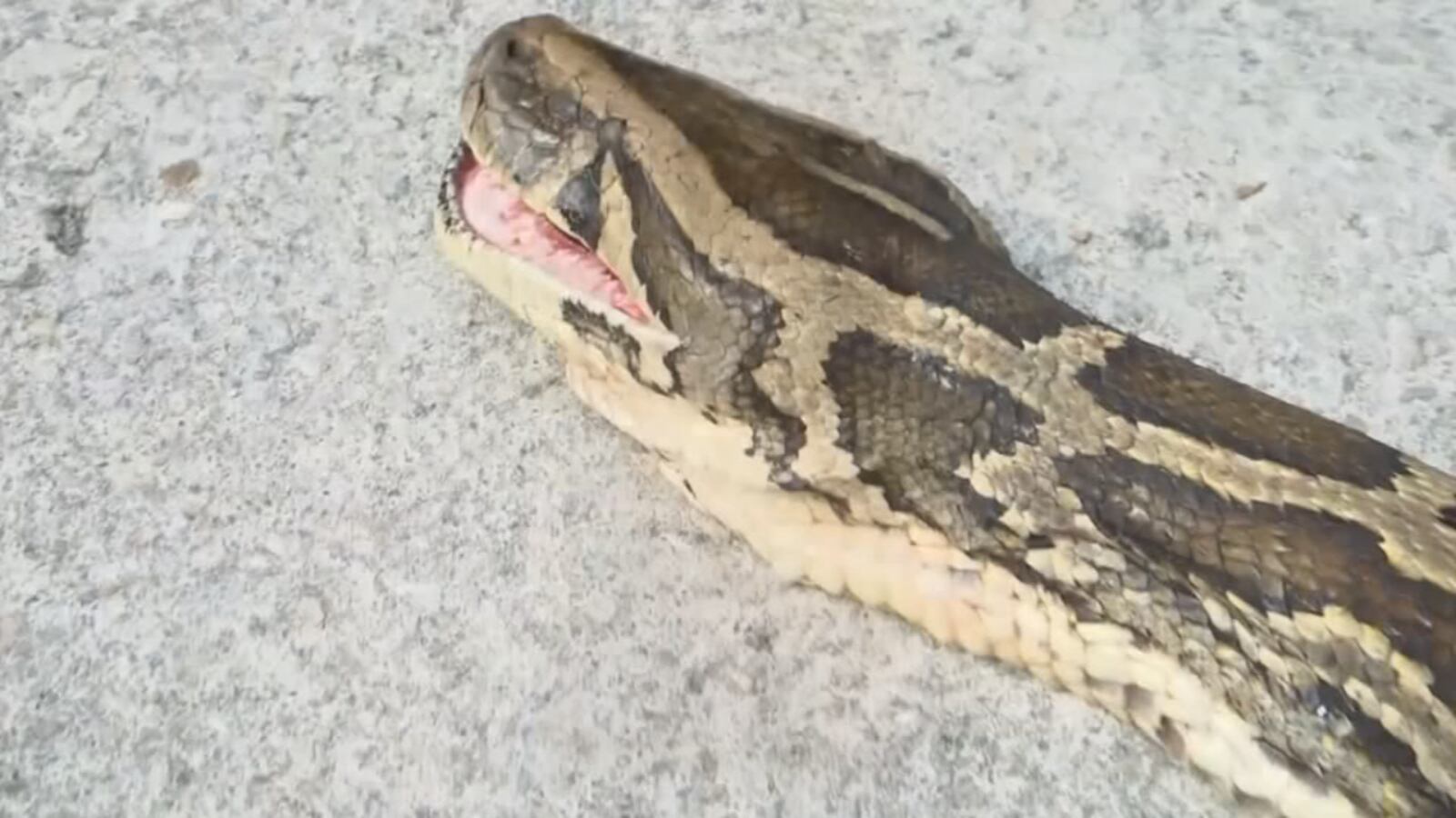Florida: Burmese python record captured - WFTV