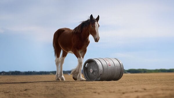 Clydesdale horse rolling a beer keg.
