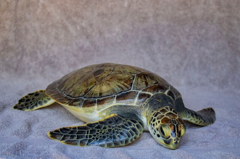 Brevard Zoo will release Van Gogh, a green sea turtle, after three months at the Sea Turtle Healing Center.