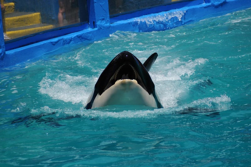 Tokitae the orca