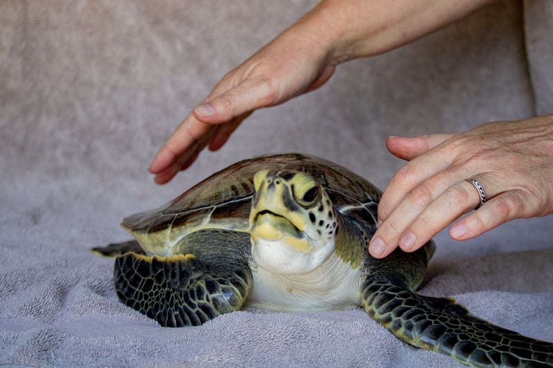 Brevard Zoo will release Van Gogh, a green sea turtle, after three months at the Sea Turtle Healing Center.