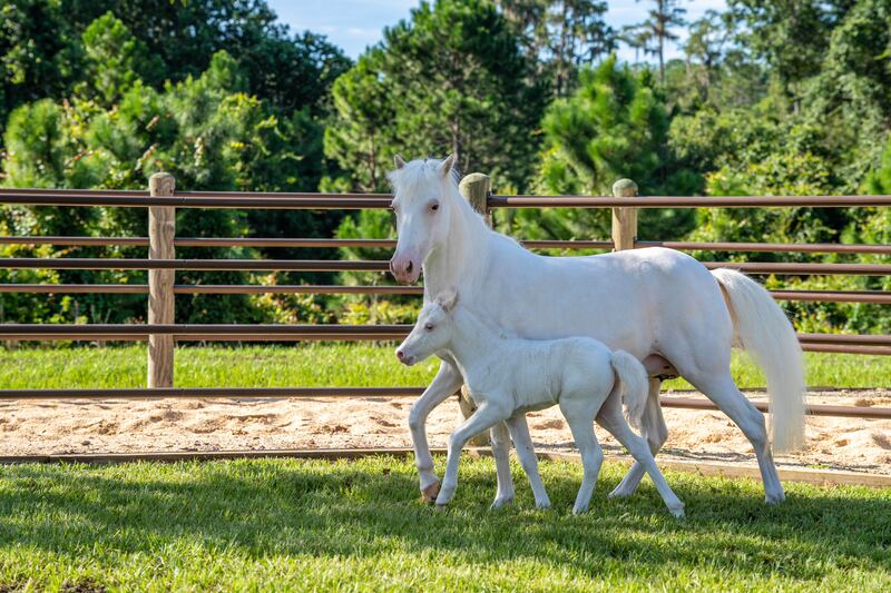 Walt Disney World Resort has welcomed the birth of more than 300 animal residents in 2023. Pixie the Shetland pony foal was born at Tri-Circle-D Ranch at Disney’s Fort Wilderness Resort & Campground. The new foal has already taken her first steps in training to one day join the Cinderella carriage team with her mom Lady and sister Lilly.  (Aaron Wockenfuss, Photographer)