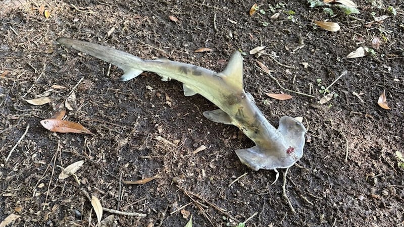 Baby hammerhead shark dropped by osprey falls onto disc golf course
