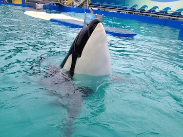 Tokitae the orca