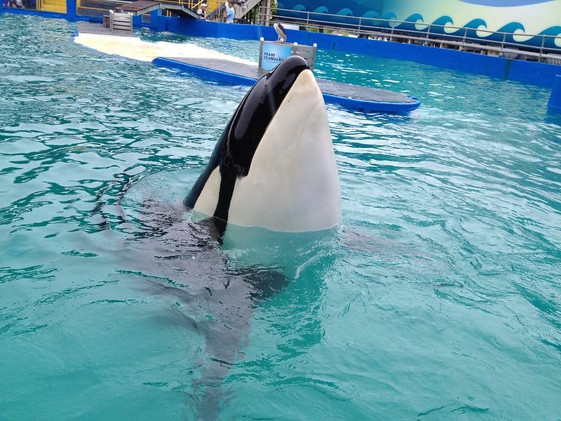 Tokitae the orca