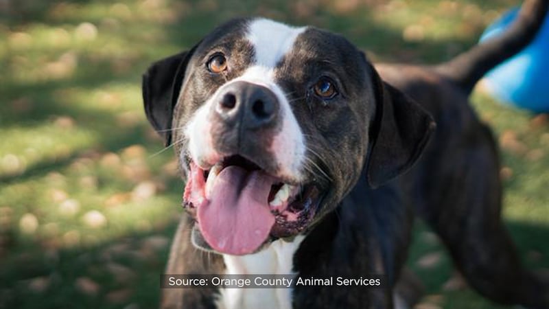 Pick Nick: Orange County shelter hosting adoption event for longest resident