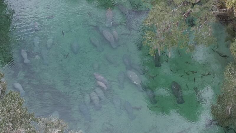 Manatee viewing at Blue Spring has visitors lined up for miles