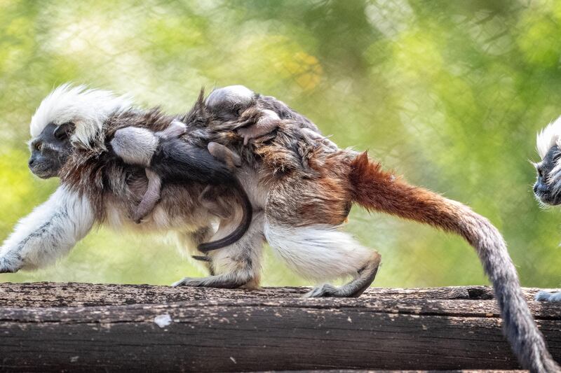 Walt Disney World Resort has welcomed the birth of more than 300 animal residents in 2023. An adorable set of cotton-top tamarin twins were born at Disney’s Animal Kingdom Theme Park recently. The playful pair love chasing each other through the trees while exploring their Discovery Island habitat and are amazingly acrobatic. (Aaron Wockenfuss, Photographer)