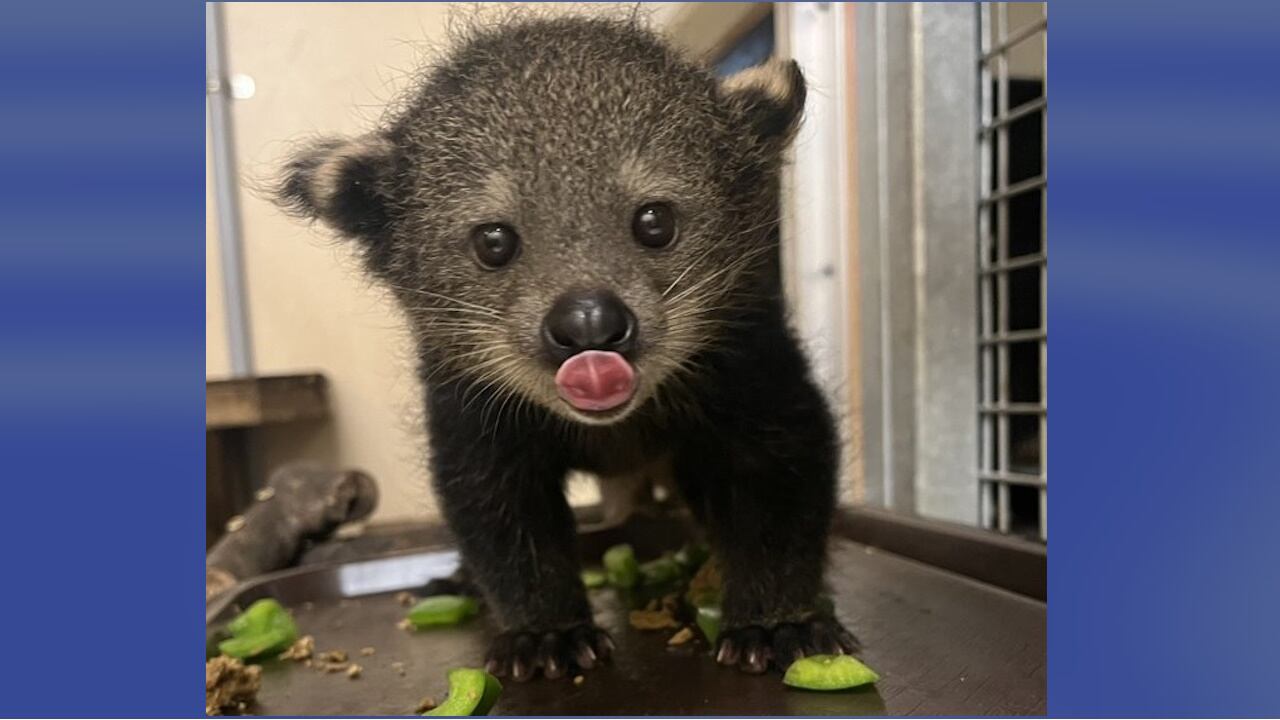 They are the first binturongs born at Zoo Atlanta.
