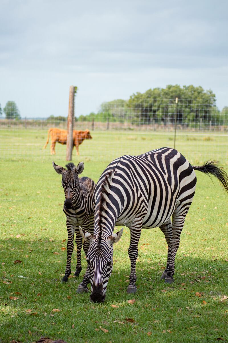 Baby Zebra makes appearance at Wild Florida