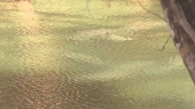 Manatee viewing at Blue Spring has visitors lined up for miles