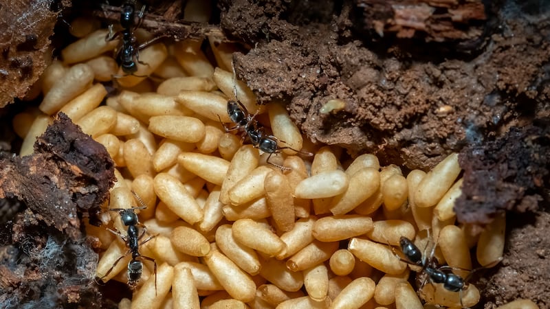 Asian needle ants crawling across US, now found in 20 states, sting cause life-threatening reaction