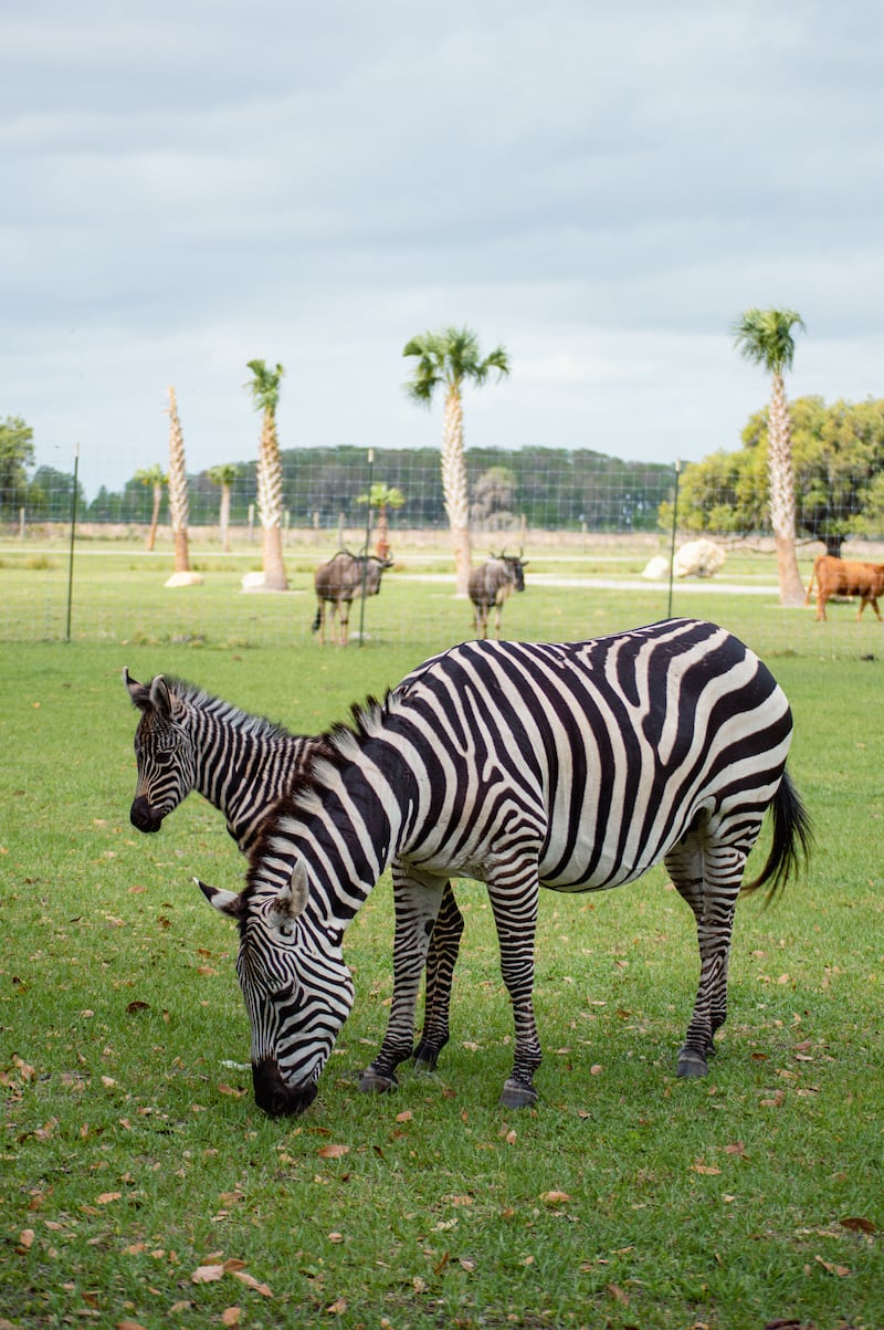 Baby Zebra makes appearance at Wild Florida