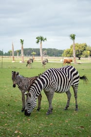 Baby Zebra makes appearance at Wild Florida