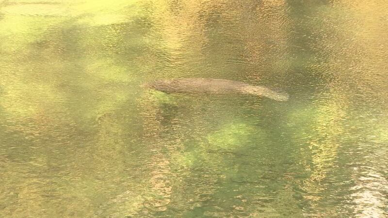 Manatee viewing at Blue Spring has visitors lined up for miles