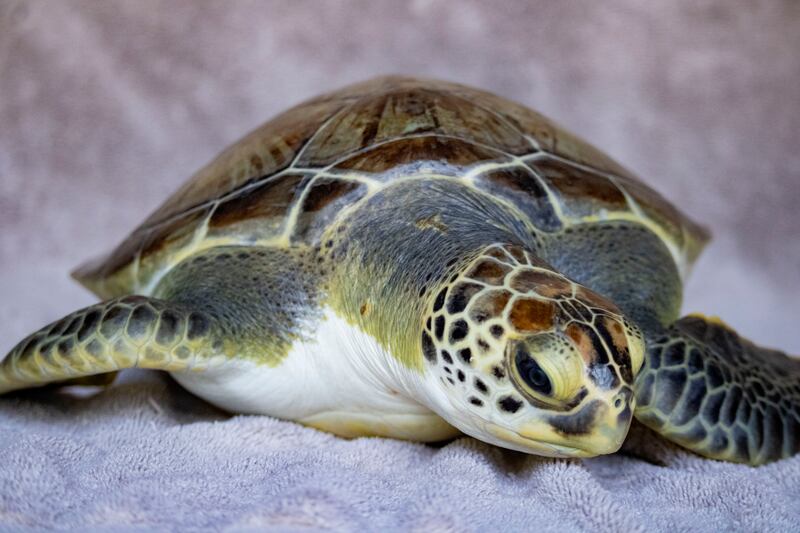 Brevard Zoo will release Van Gogh, a green sea turtle, after three months at the Sea Turtle Healing Center.